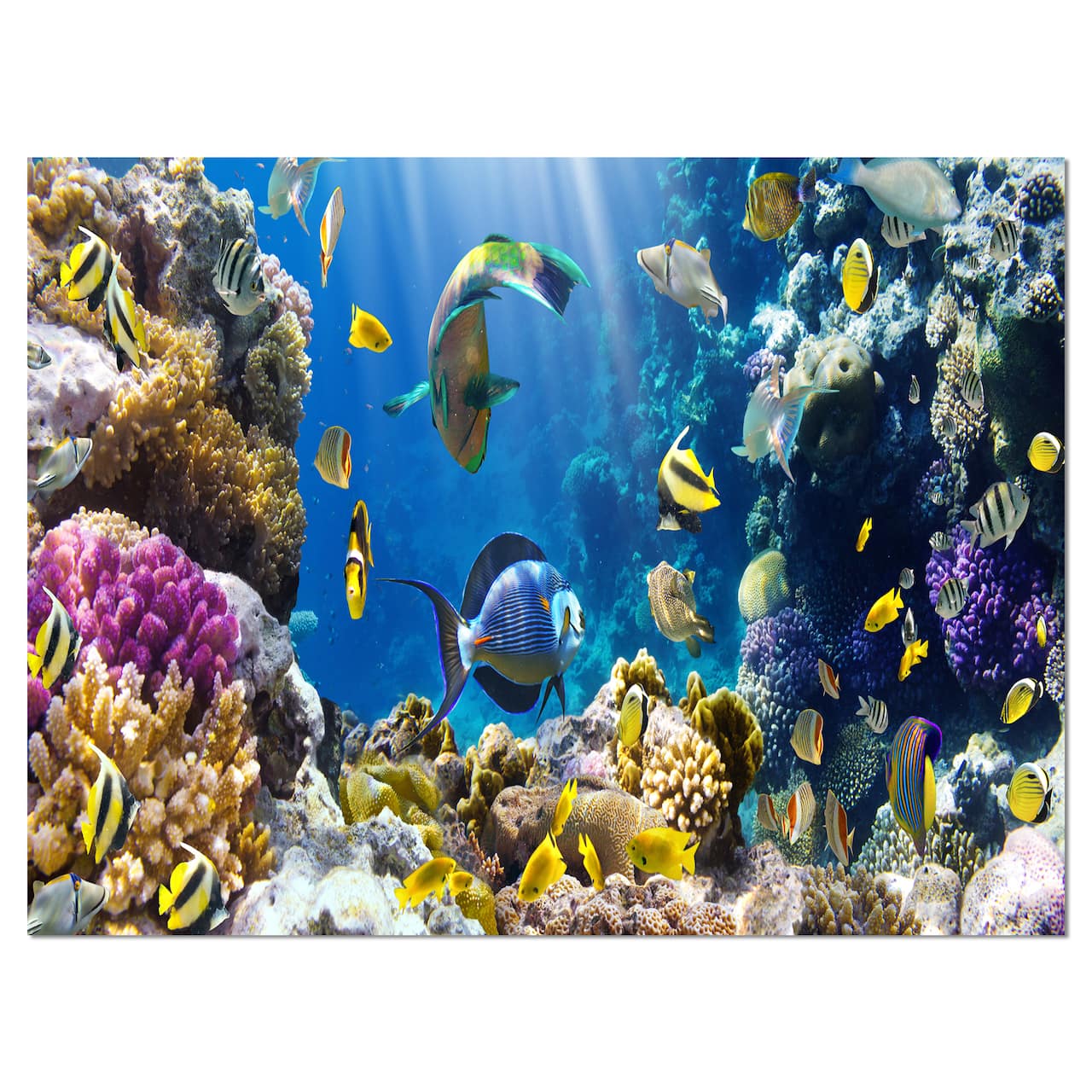 Designart - Fish in Coral Reef - Seascape Photography Canvas Art Print